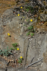 Potentilla × prostrata