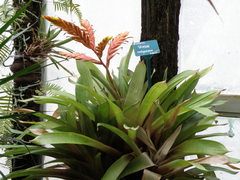 Vriesea rodigasiana
