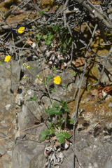 Potentilla × prostrata