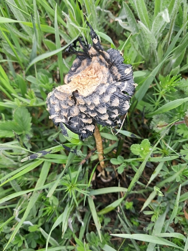 Shaggy Mane