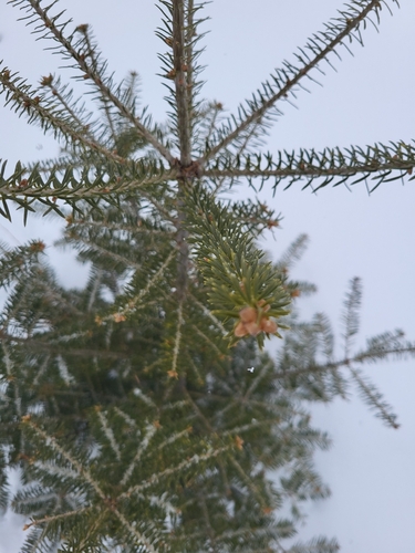 Balsam Fir (Abies balsamea)