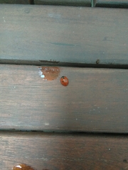 Coccinella septempunctata