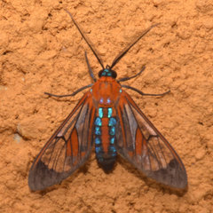 Cosmosoma achemon