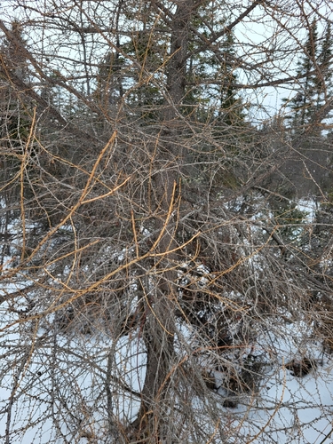 Eastern Larch (Larix laricina)