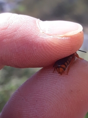 Rhodanthidium sticticum