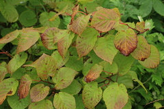 Actinidia kolomikta