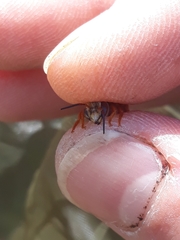 Rhodanthidium sticticum