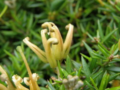 Grevillea prostrata
