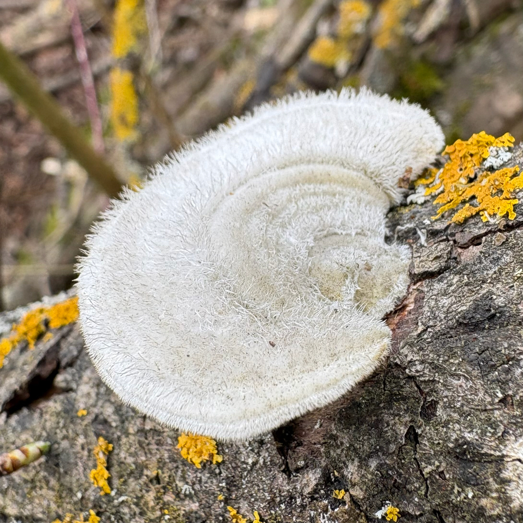 Trametes hirsuta · April 2026 · photo: © istvan1983 (iNaturalist, cc-by)