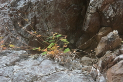 Potentilla × prostrata