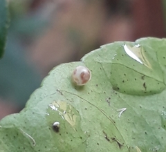 Papilio polymnestor