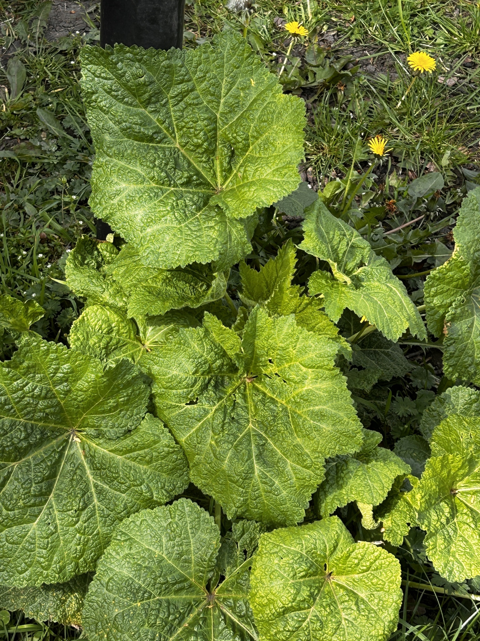 Hollyhock (Alcea rosea)
