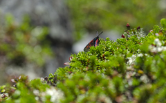 Zygaena exulans