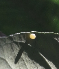 Papilio polymnestor
