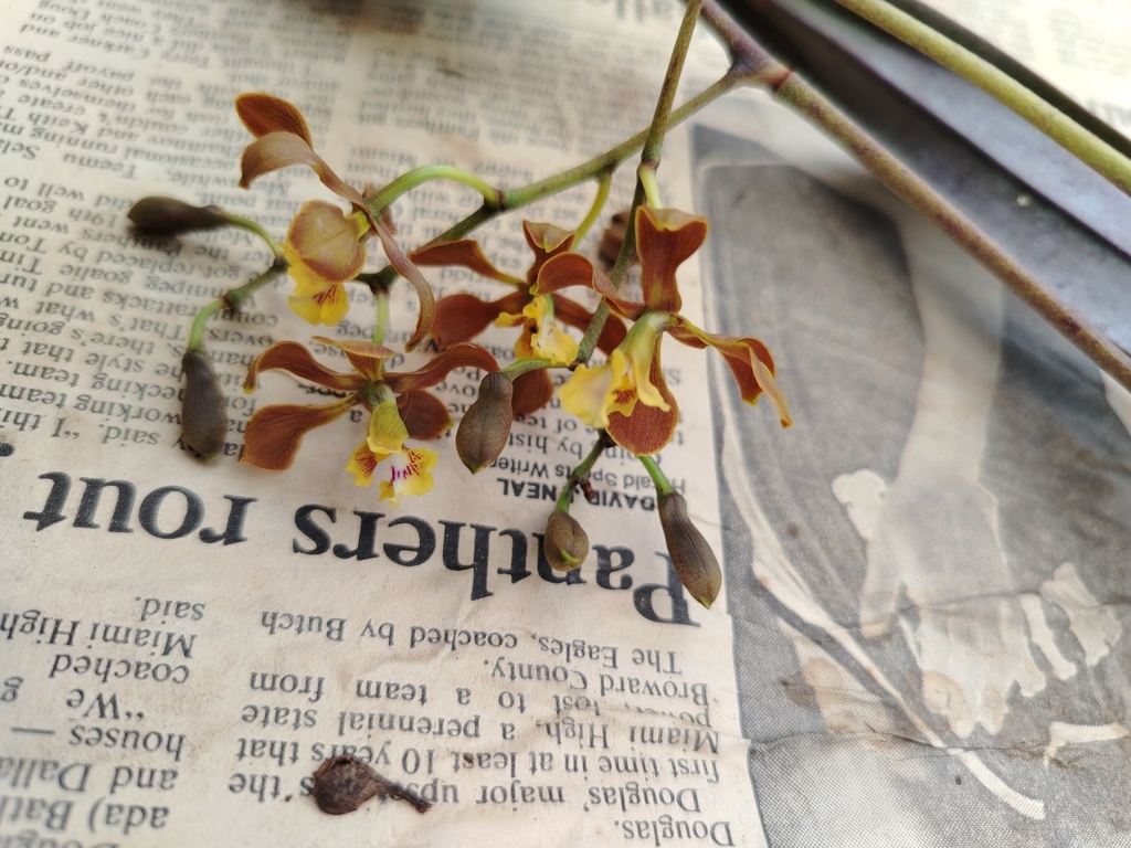 Encyclia diota (Lindl.) Schltr. 3