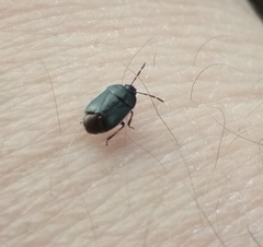 Canthophorus maculipes