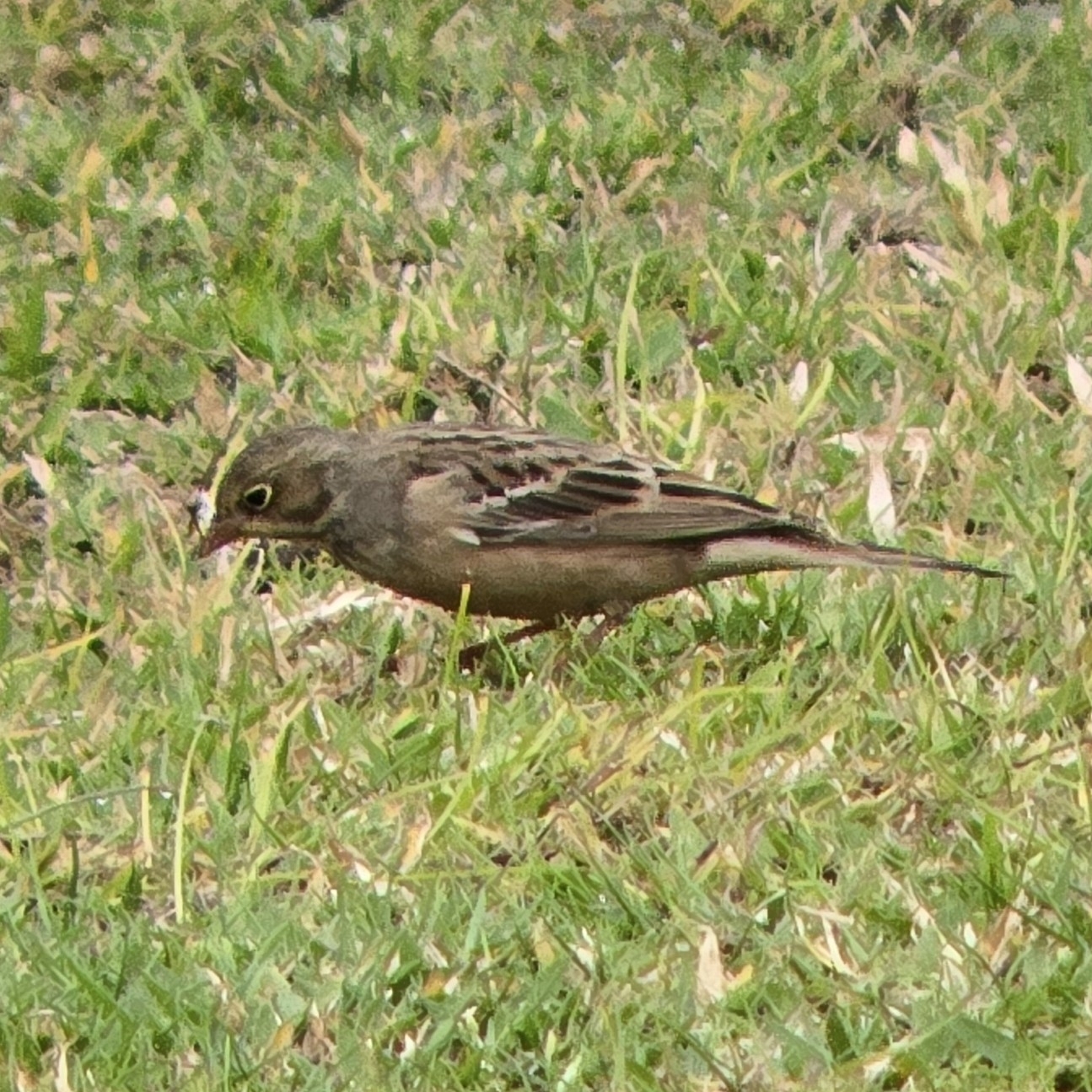 Ortolan Bunting (Emberiza hortulana), photo 1