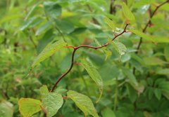 Actinidia kolomikta