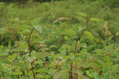 Actinidia kolomikta
