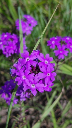 South American mock vervain (Glandularia aristigera)