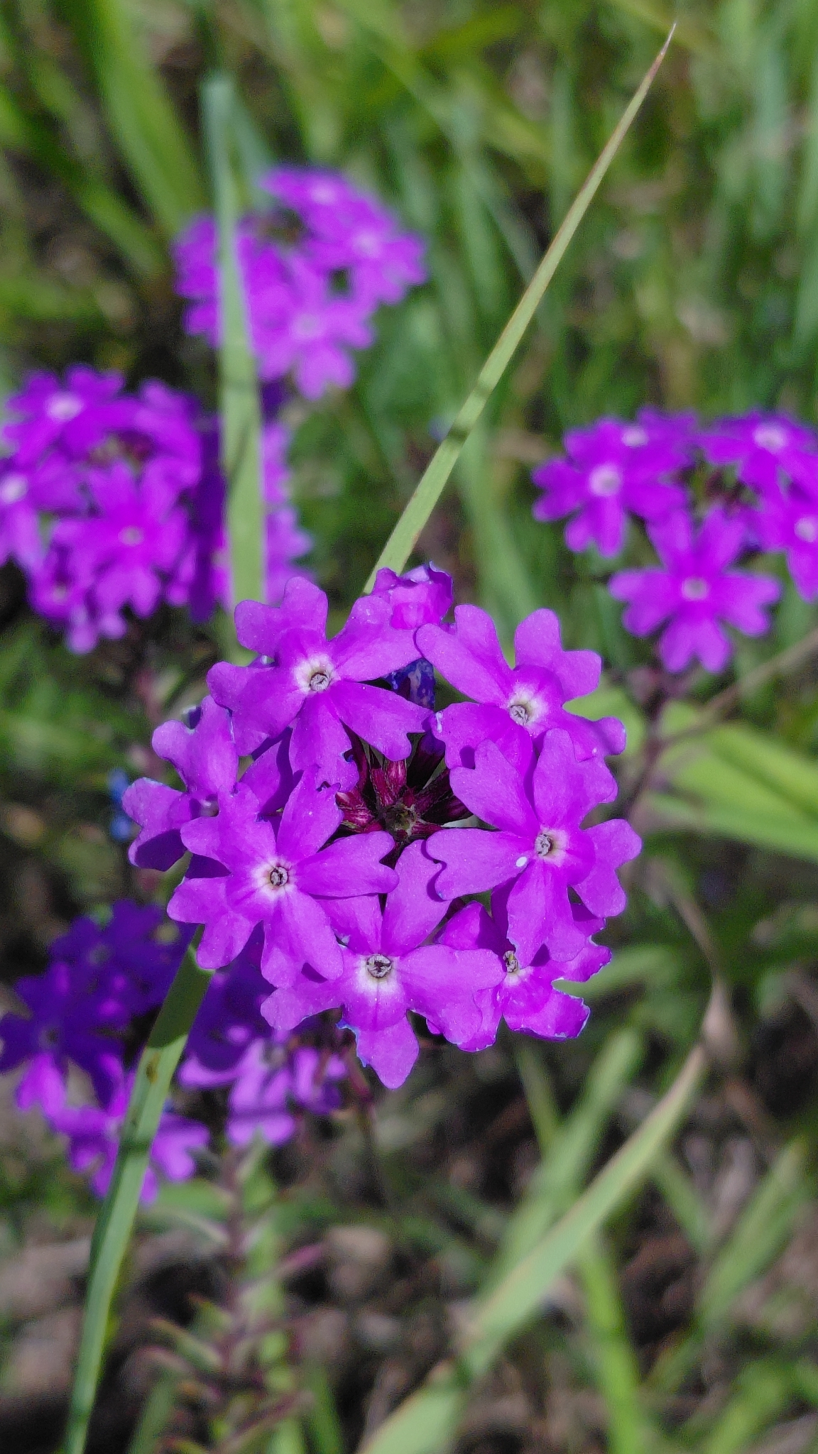 South American Mock Vervain (Glandularia aristigera)