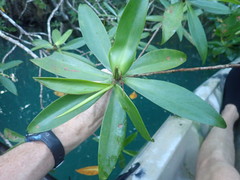 Pelliciera rhizophorae