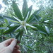 Pelliciera rhizophorae - Photo (c) Rob Foster,  זכויות יוצרים חלקיות (CC BY), uploaded by Rob Foster