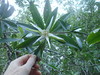 Tea Mangrove - Photo (c) Rob Foster, some rights reserved (CC BY), uploaded by Rob Foster