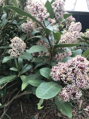 Skimmia