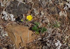 Potentilla arenosa