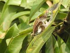 Gerosis phisara