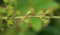 Agrimonia pilosa japonica