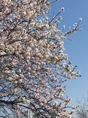 Prunus