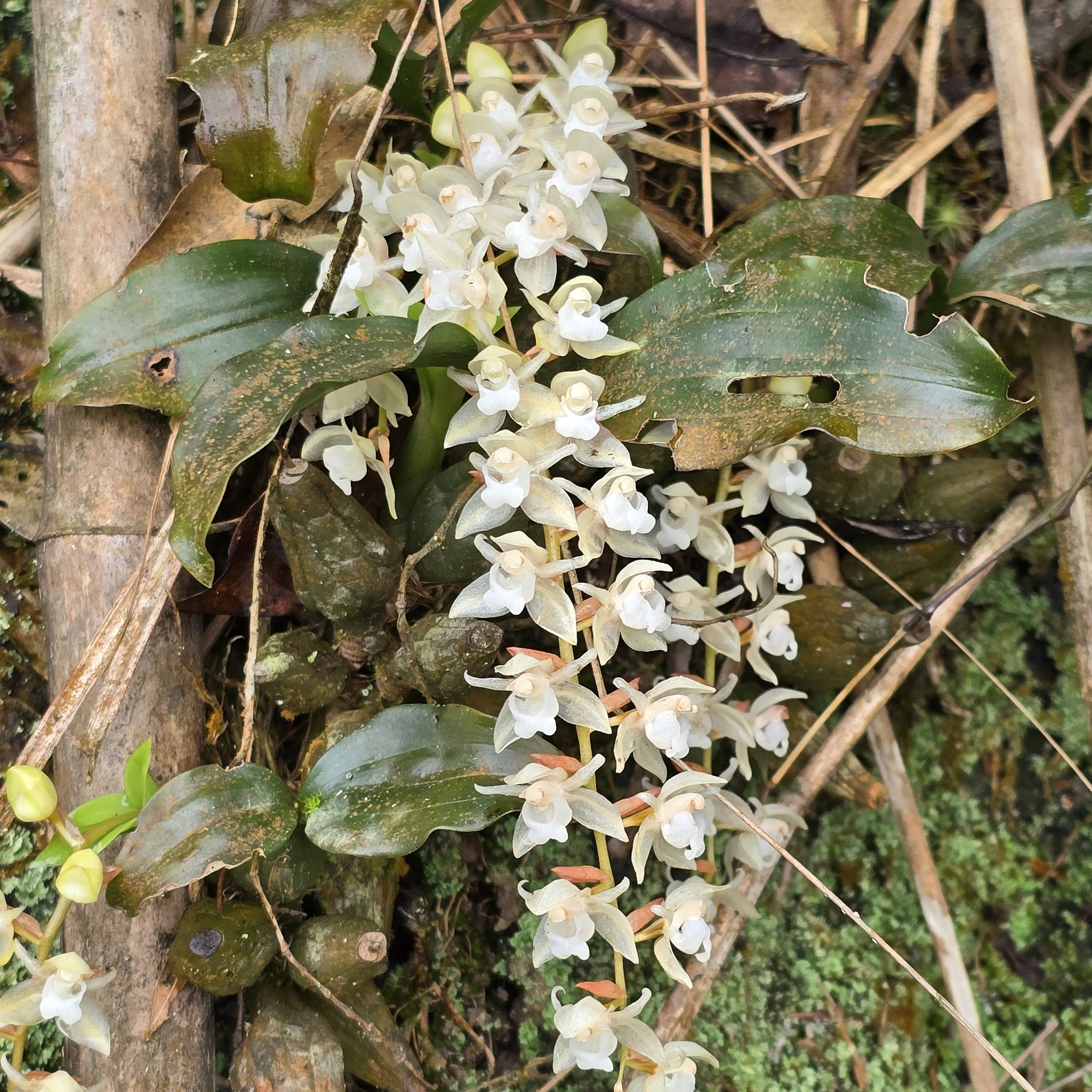Coelogyne chinensis — ảnh 3
