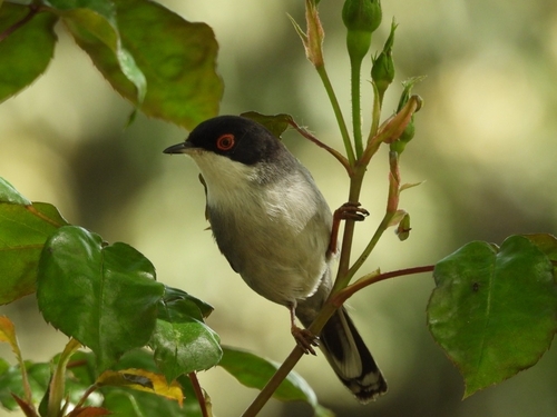 Avistamiento Curruca cabecinegra