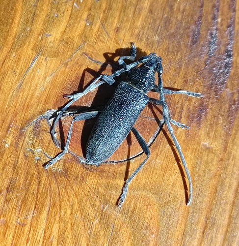 Capricorn beetle, 39051 Stadio-laimburg BZ, Italia, photo 10 of 10