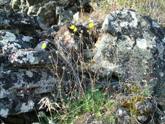 Potentilla × prostrata