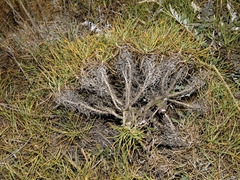 Jurinea stoechadifolia