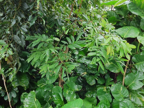 Dimocarpus, 2026-04-08