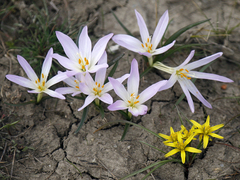 Colchicum bulbocodium versicolor