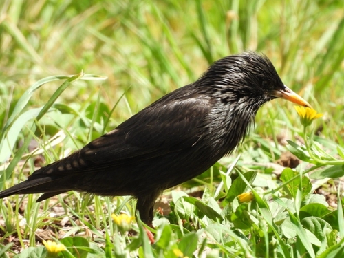 Avistamiento Estornino Negro
