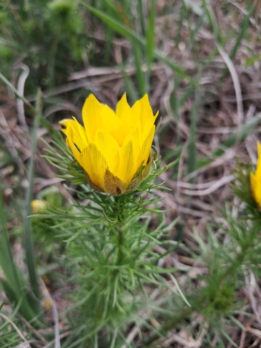 Spring Adonis