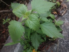 Praxelis clematidea