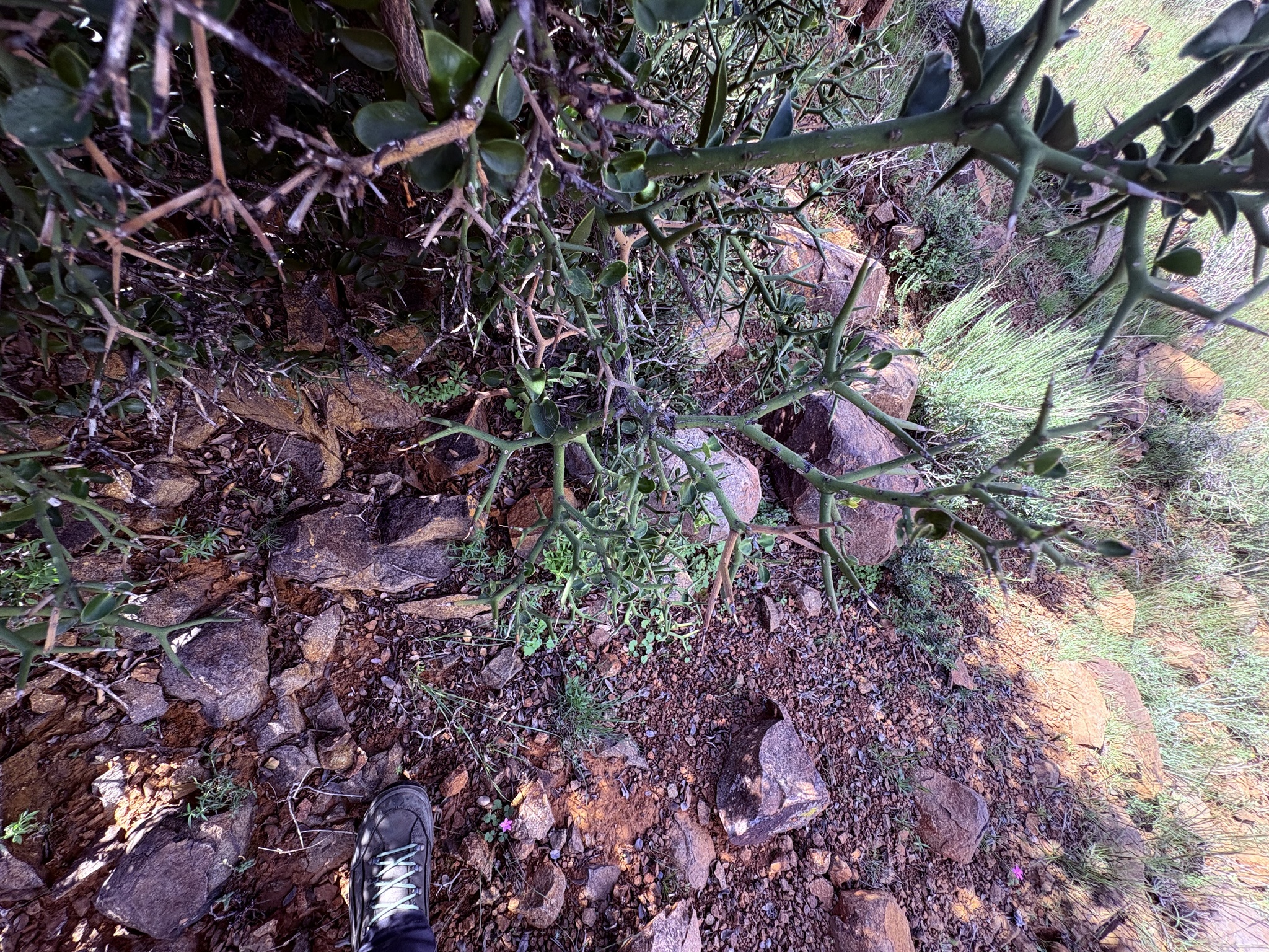 Karoo Num-Num (Carissa haematocarpa)