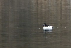 Bucephala clangula × islandica