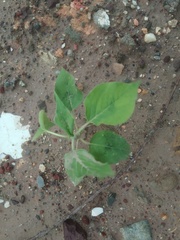 Persicaria orientalis