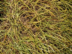 Jurinea stoechadifolia