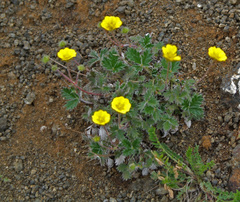 Potentilla × prostrata
