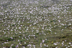 Colchicum bulbocodium versicolor