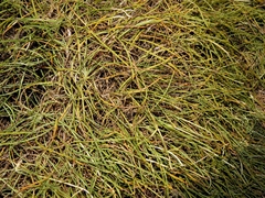 Jurinea stoechadifolia